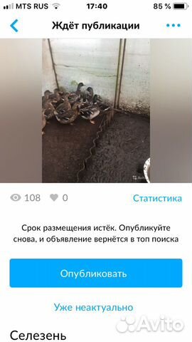 Подсадные утки, для охоты купить на Зозу.ру - фотография № 1