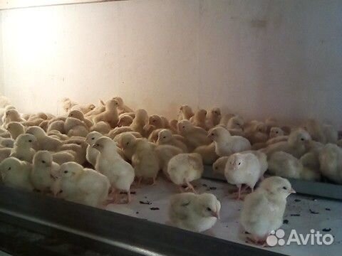 Продаю цыплят несушки красной,породы "Ломан Браун" купить на Зозу.ру - фотография № 1