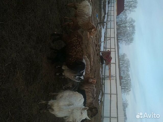 Оптом продаю чисто эдельбаевских овечек 2 барана п купить на Зозу.ру - фотография № 6