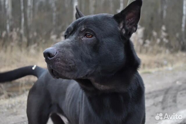 Молодая серьезная собака ищет новый дом купить на Зозу.ру - фотография № 4