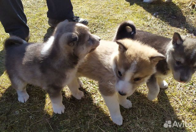 Щенки от рабочих родителей лаек. Месячные щенки западно сибирской лайки фото. Лайка братск. Бело палевый. Восточно сибирская лайка щенки.