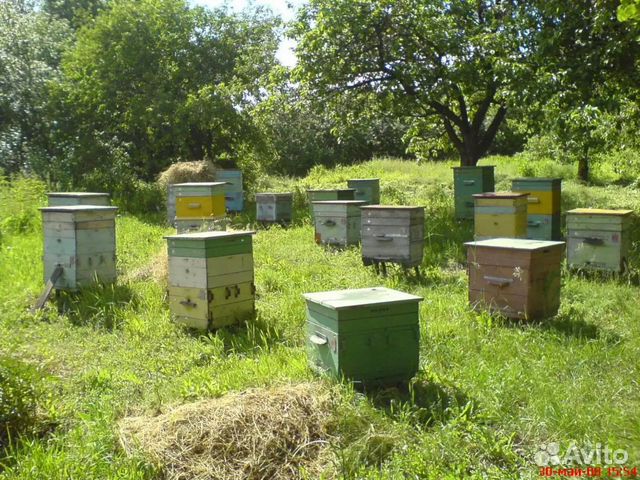 Улей пчелиный дадан купить на Зозу.ру - фотография № 1