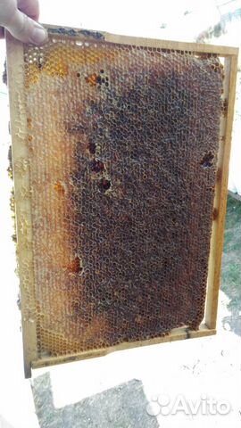 Пчелопакеты 4 рамки расплода купить на Зозу.ру - фотография № 2