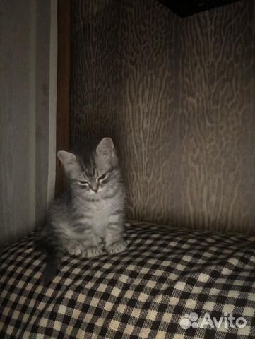 Кошка котёнок от породистой кошки купить на Зозу.ру - фотография № 3