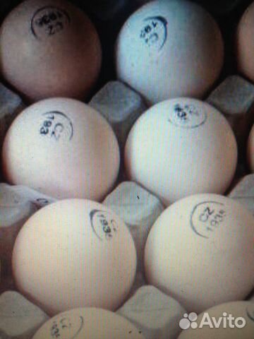 Яйцо инкубационное Ломан Браун купить на Зозу.ру - фотография № 1