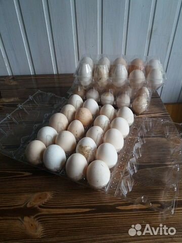 Яйцо инкубационное купить на Зозу.ру - фотография № 5
