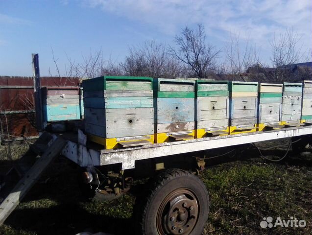 Продажа пчелосемей купить на Зозу.ру - фотография № 6
