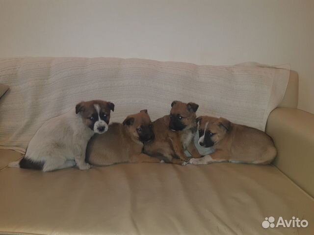 Щенки-витаминки-апельсинки в дар