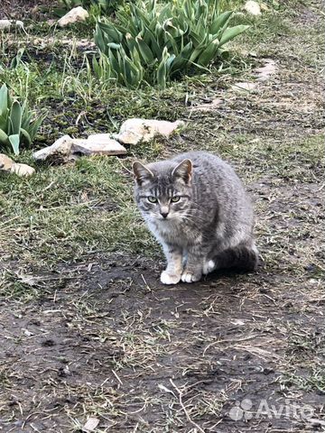 Котята подростки в добрые руки