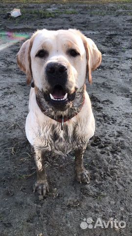 Labrador for mating