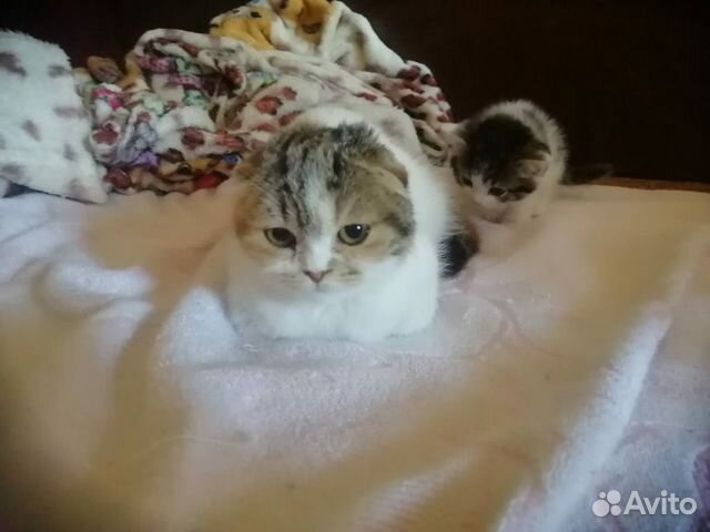 Котенок девочка 6 месяцев стерилизована Котенок девочка 6 месяцев стерилизована