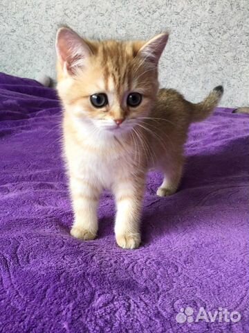 Котята Британские золотые тикированные Котята Британские золотые тикированные
