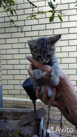 Кот и кошечка 2 месяца купить на Зозу.ру - фотография № 5