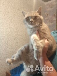 Шотландские котята страйт, голубые Шотландские котята страйт, голубые