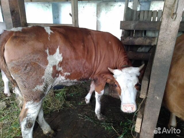 Корова, телка нетель, порода сычевка+красно-бурый купить на Зозу.ру - фотография № 1