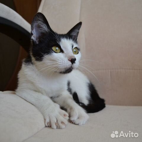 Котенок 6 мес Котенок 6 мес