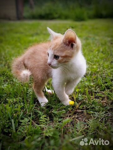 Котенок мальчик в добрые руки Котенок мальчик в добрые руки