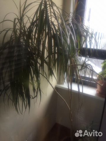 Драцена Драцена