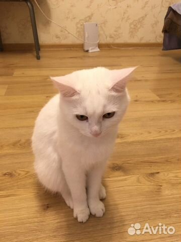 Домашняя кошечка