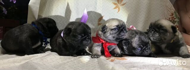 Щенки мопса