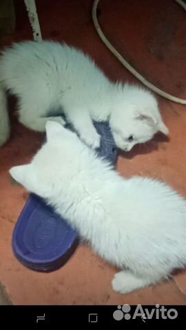 Котик в добрые руки