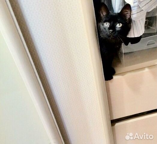 Котенок, 2,5 месяца, девочка, лоток на отлично