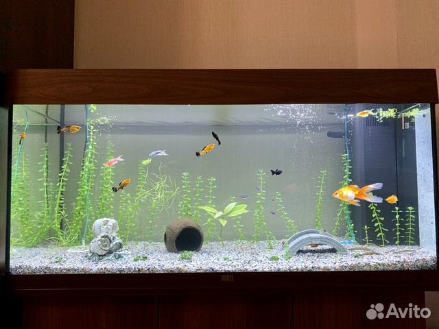 Аквариум Juwel Rio 180 LED Аквариум Juwel Rio 180 LED