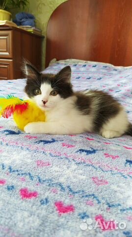 Дарю котёнка