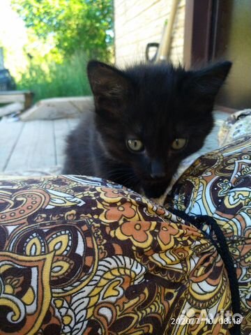 Котята в добрые руки в дар