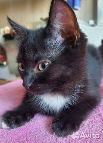 Котенок Блэк ищет дом Котенок Блэк ищет дом