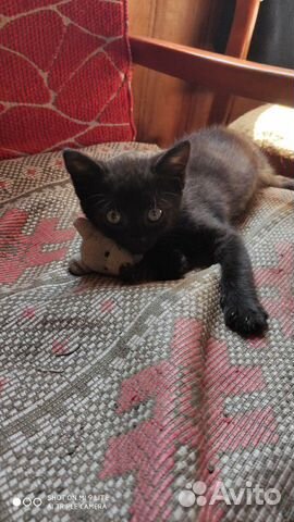 Котенок Котенок