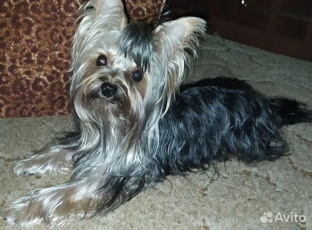 Вязка йорк мини