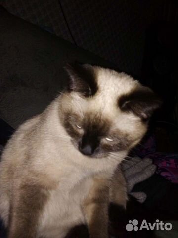 Кошка