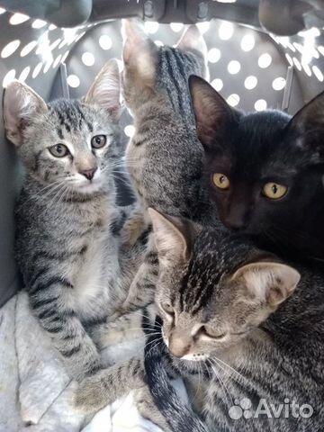 Котята