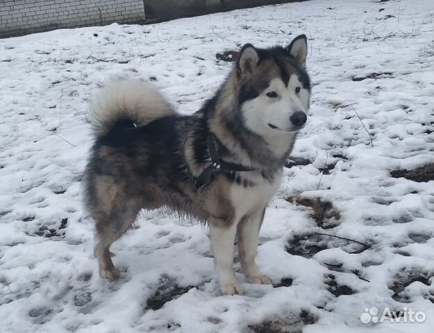аляскинский маламут воронеж