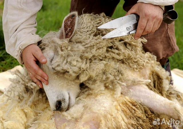 Ножницы для стрижки овец двойные 25, 30 и 33см