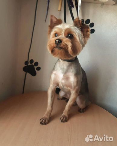 Стрижка собак.Груминг.Стрижка Йорка