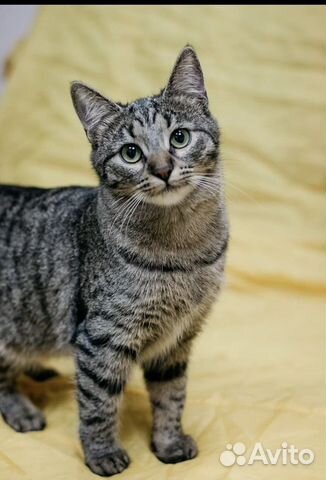 Котёнок на счастье