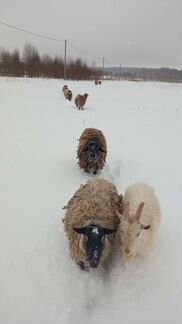 Стадо овец (овцематки) и 3 барашка