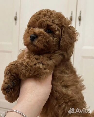 Щенки мальтипу mini