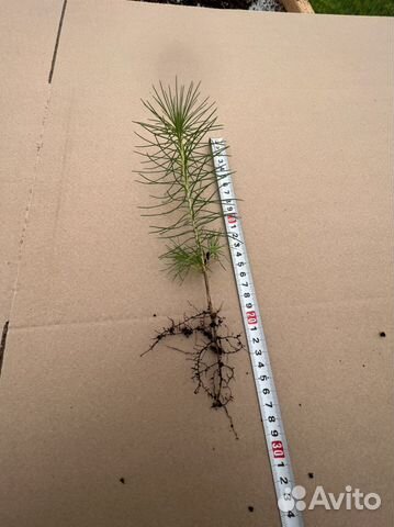 Сосна с окс сеянцы саженцы лесовосстановления