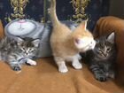 Котятки от кошки Мей-Кун