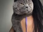 Шотладский вислоухий кот вязка объявление продам