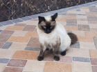 Сиамский котик объявление продам
