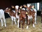 Продам молочных бычков -до 10 дней без доставки объявление продам