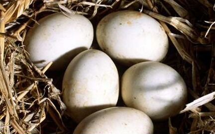 Инкубационное яйцо утки