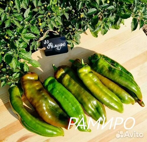 Семена сладкого перца