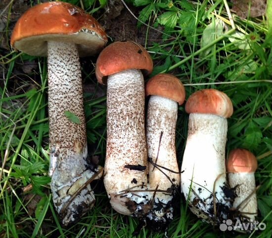 Грибы белые соберу, опята, лисички, подберёзовики