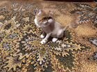 Персидский кот объявление продам