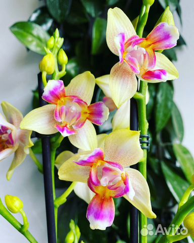 Фаленопсис сортовой микс